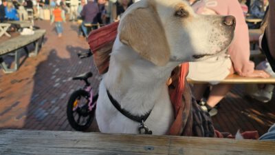 Havenfeest Bruinisse