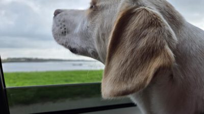 Naar Port Zélande